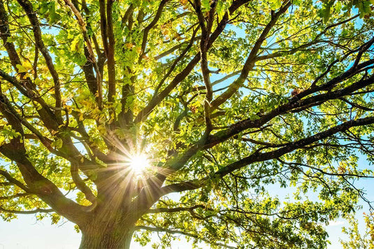 A Guide to Effectively Clear a Tree from Your Garden