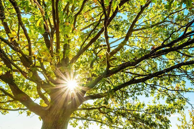 A Guide to Effectively Clear a Tree from Your Garden
